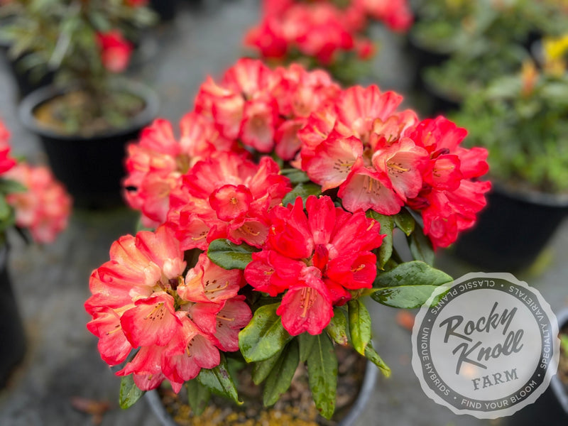 Bruce Briggs plant from Rocky Knoll Farm