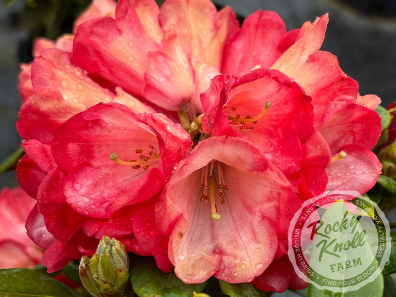 Bruce Briggs plant from Rocky Knoll Farm