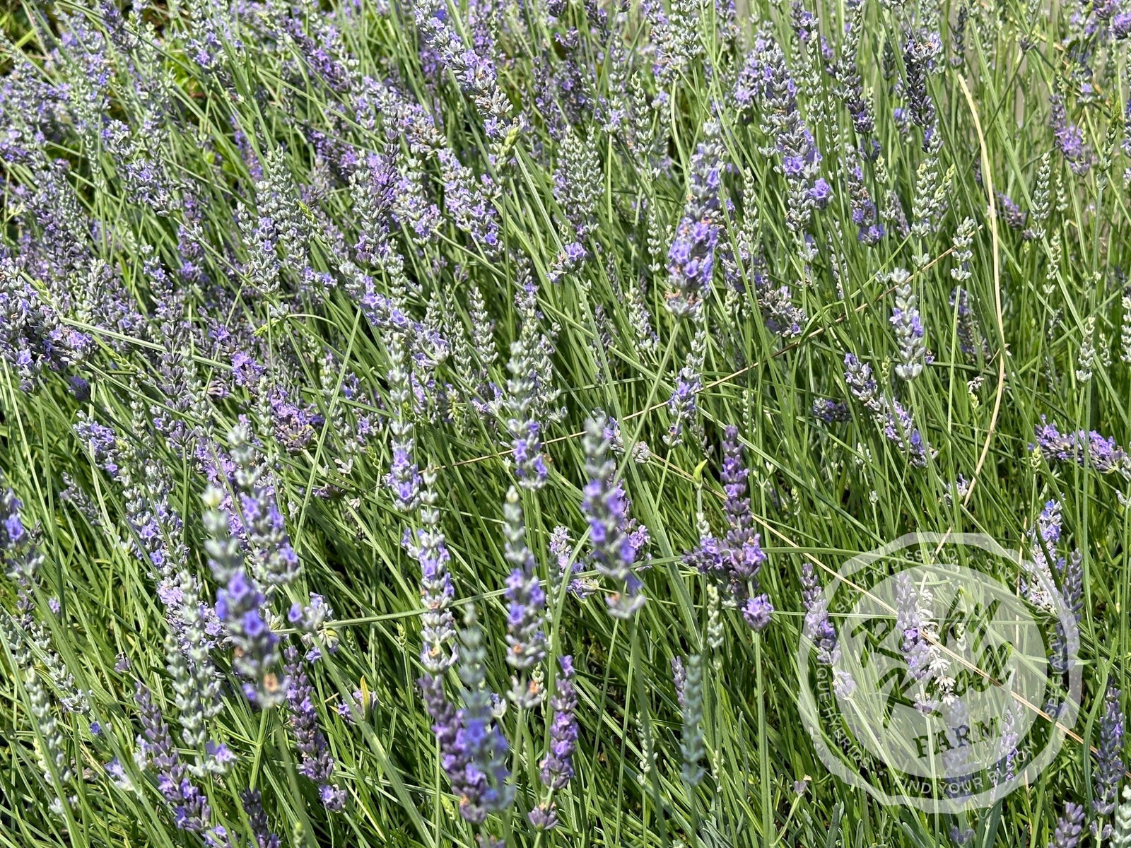 Grosso Lavender (Lavandula x intermedia) - Rocky Knoll Farm