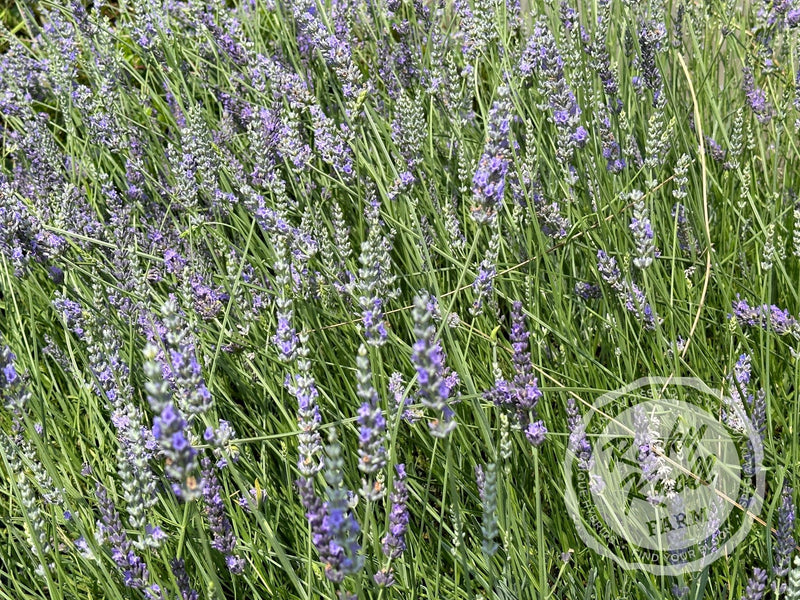 Grosso Lavender (Lavandula x intermedia) plant from Rocky Knoll Farm