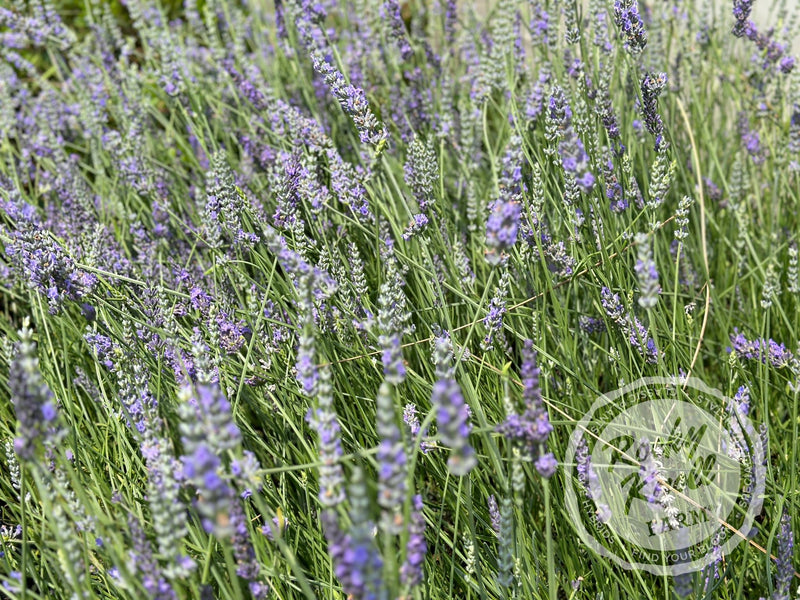 Grosso Lavender (Lavandula x intermedia) plant from Rocky Knoll Farm