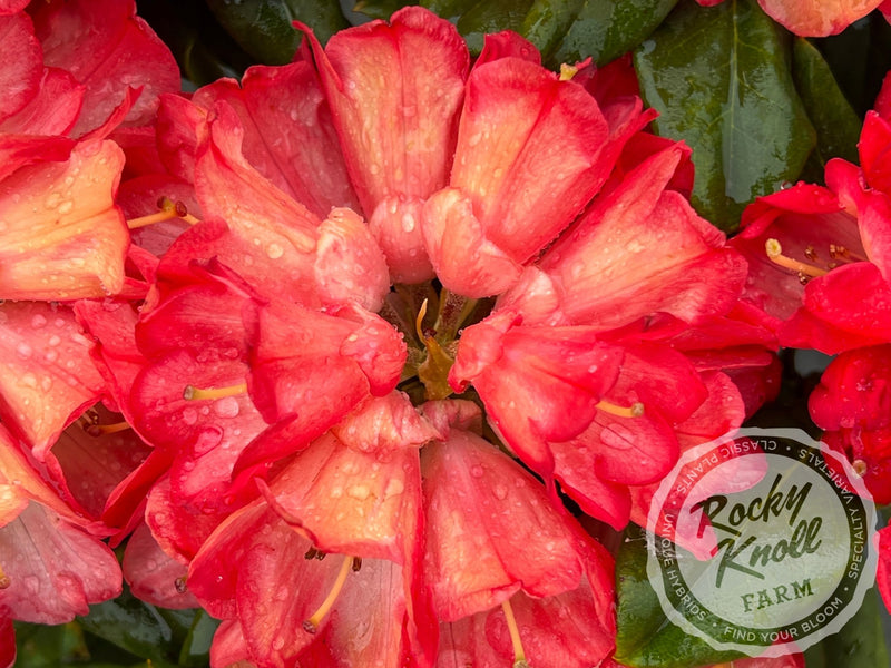 Bruce Briggs plant from Rocky Knoll Farm