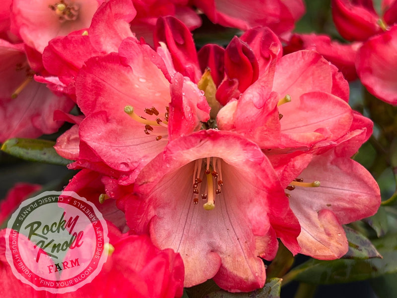 Bruce Briggs plant from Rocky Knoll Farm
