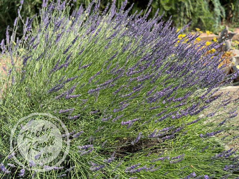 Grosso Lavender (Lavandula x intermedia) plant from Rocky Knoll Farm