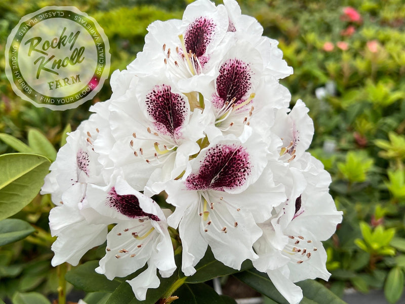Sappho plant from Rocky Knoll Farm