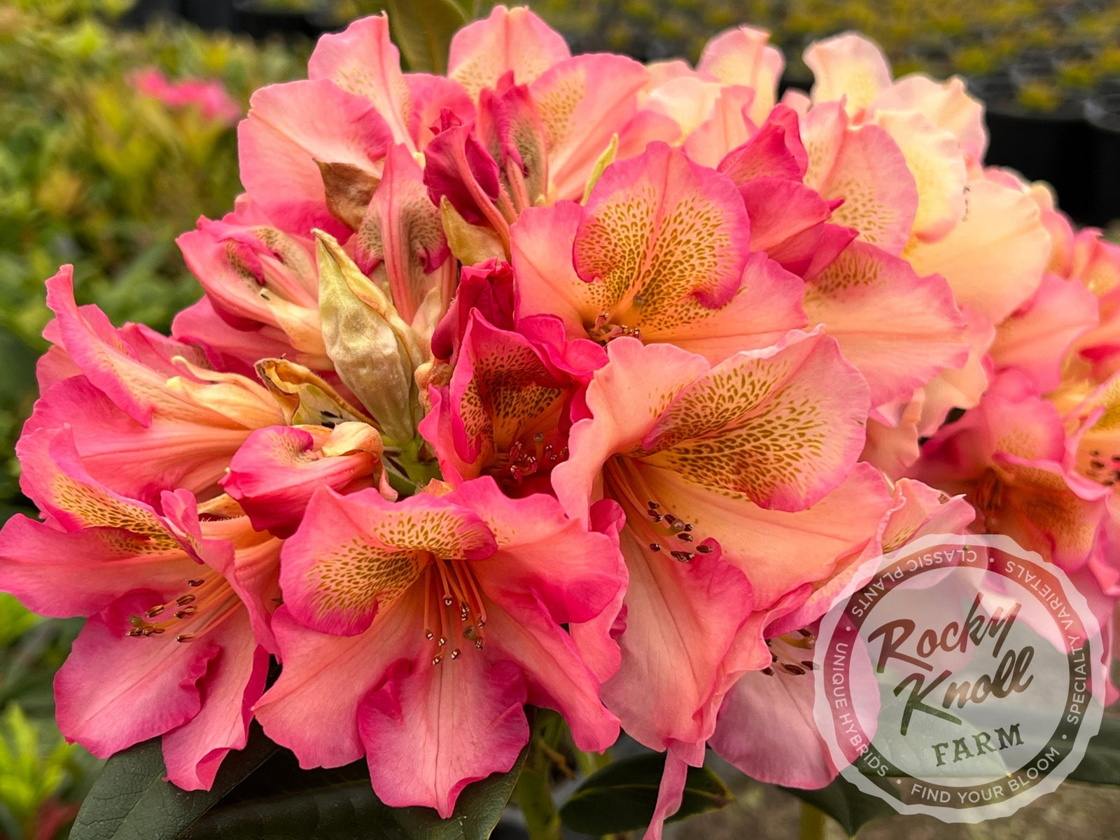 IMG_1765-607632_1600x.jpg?v=