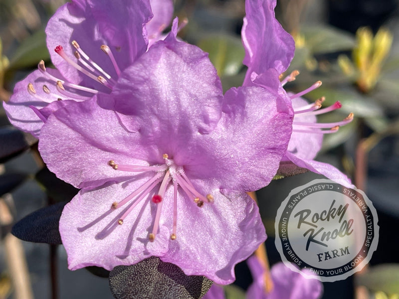 PJM Compacta plant from Rocky Knoll Farm