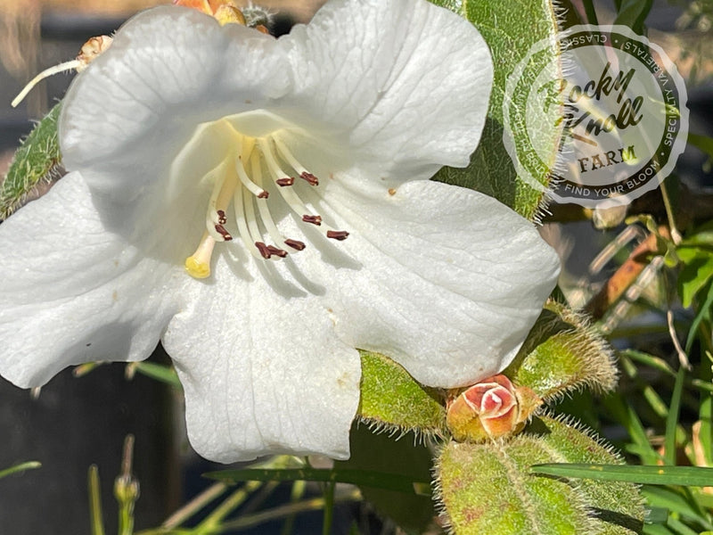 Lucy Lou plant from Rocky Knoll Farm