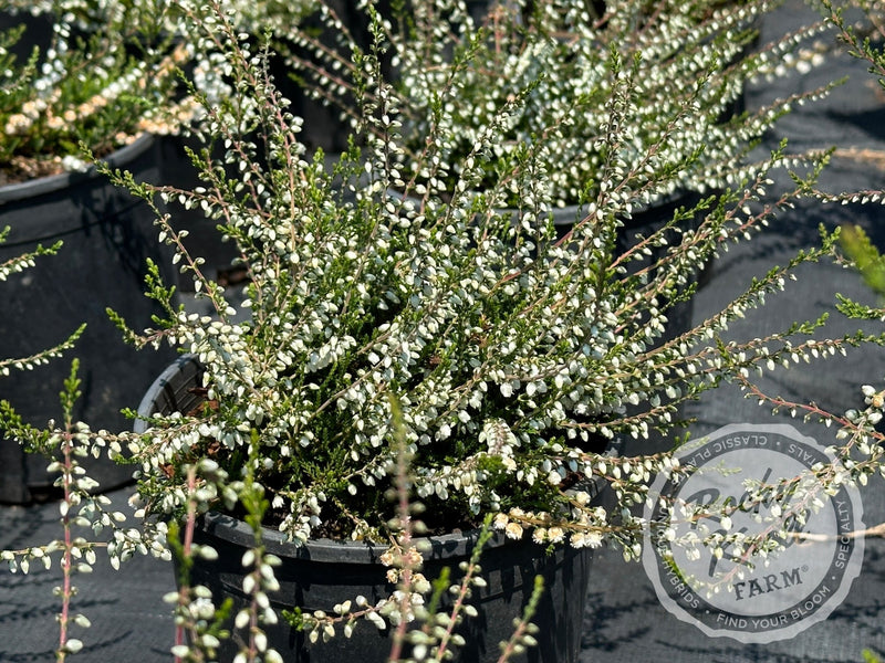 Calluna Kinlochruel Heather plant from Rocky Knoll Farm