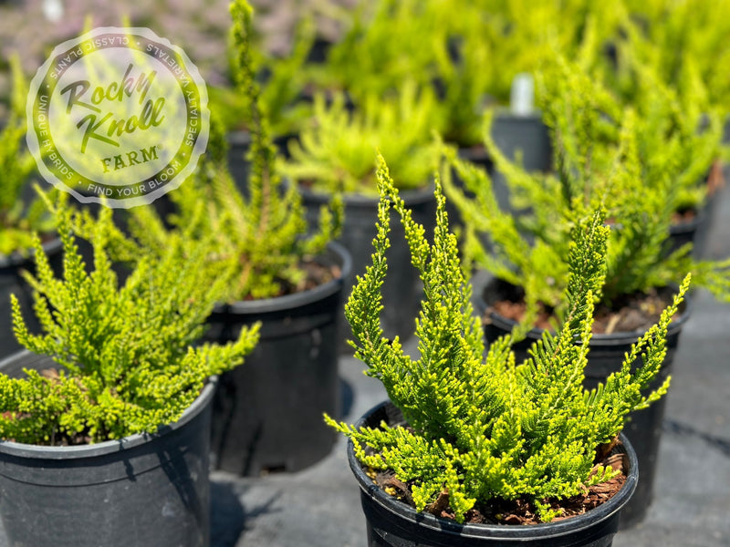 Calluna Yvette’s Gold Heather plant from Rocky Knoll Farm