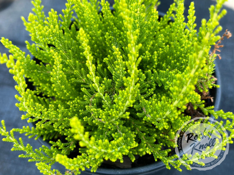 Calluna Yvette’s Gold Heather plant from Rocky Knoll Farm