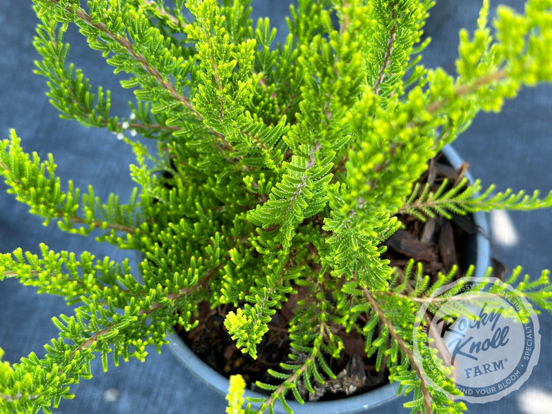Calluna Yvette’s Gold Heather plant from Rocky Knoll Farm