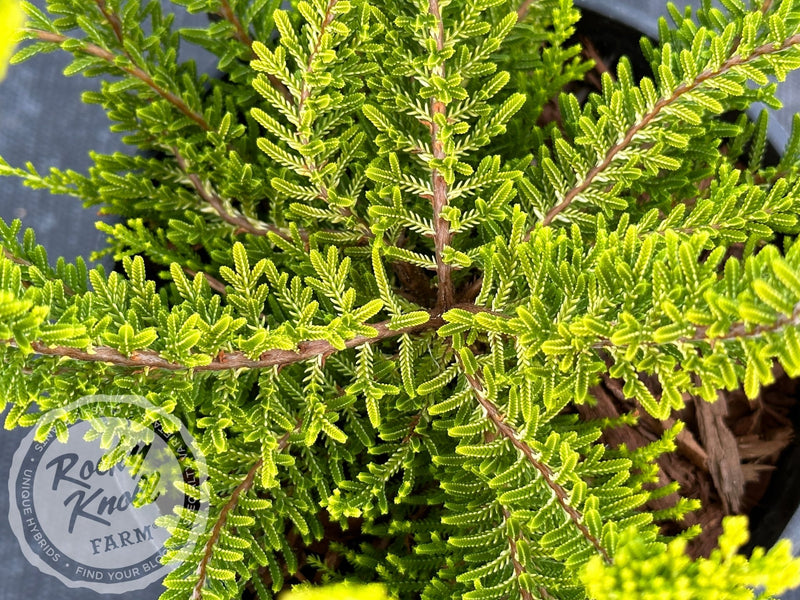 Calluna Yvette’s Gold Heather plant from Rocky Knoll Farm