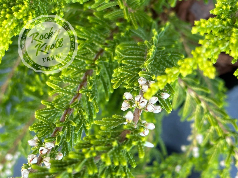 Calluna Yvette’s Gold Heather plant from Rocky Knoll Farm
