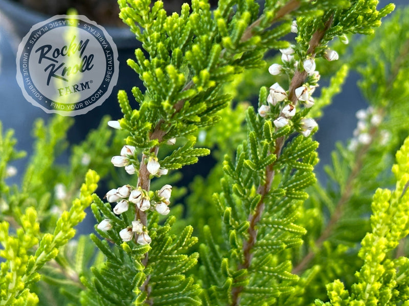 Calluna Yvette’s Gold Heather plant from Rocky Knoll Farm