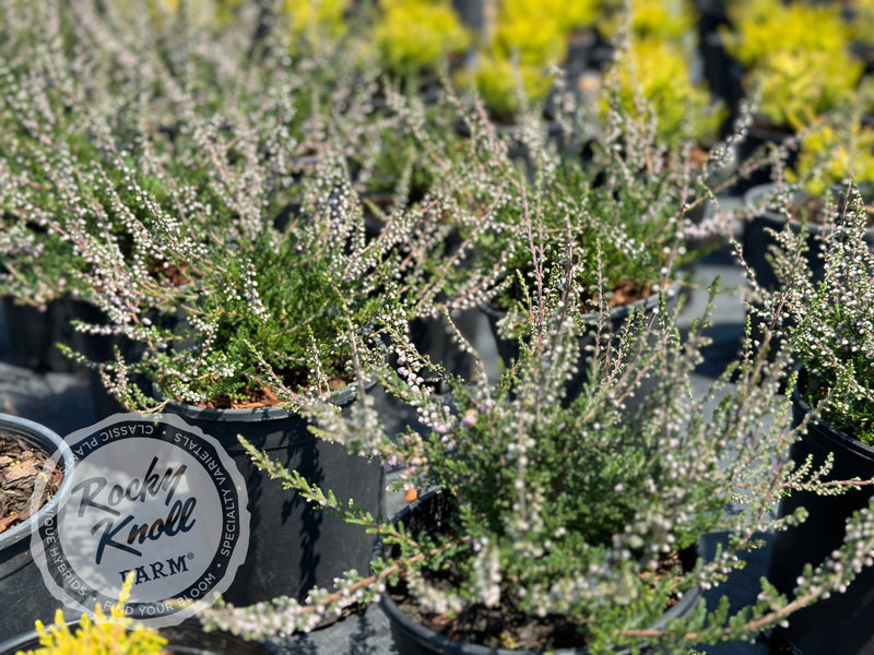 Calluna H.E. Beale Heather plant from Rocky Knoll Farm