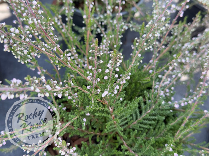 Calluna H.E. Beale Heather plant from Rocky Knoll Farm