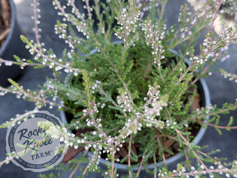 Calluna H.E. Beale Heather plant from Rocky Knoll Farm