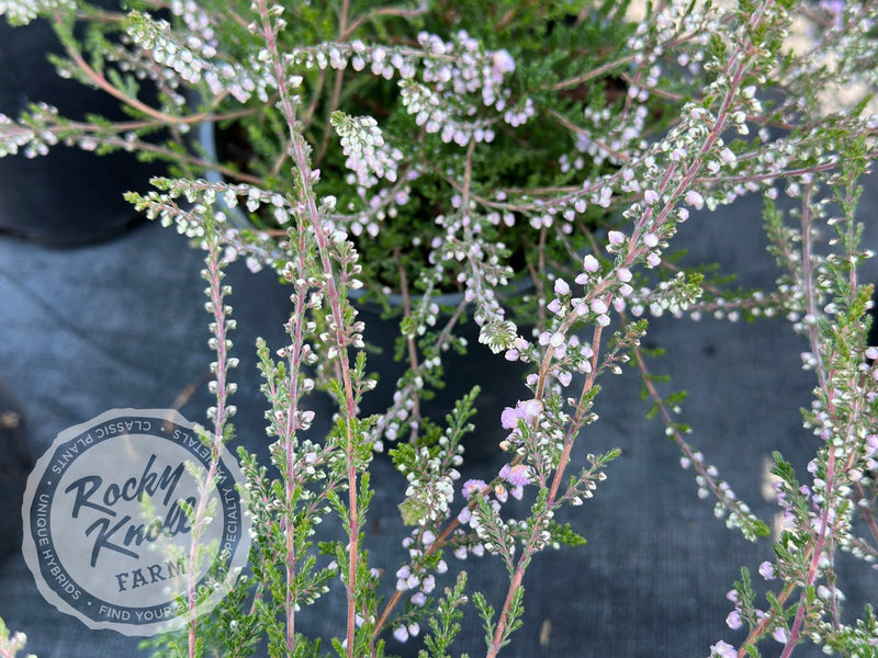 Calluna H.E. Beale Heather plant from Rocky Knoll Farm