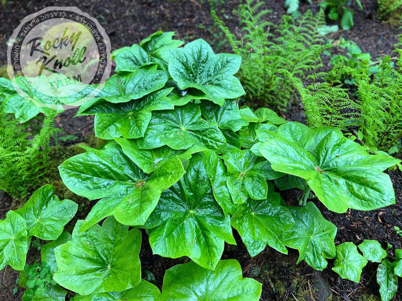 Podophyllum pleianthum plant from Rocky Knoll Farm