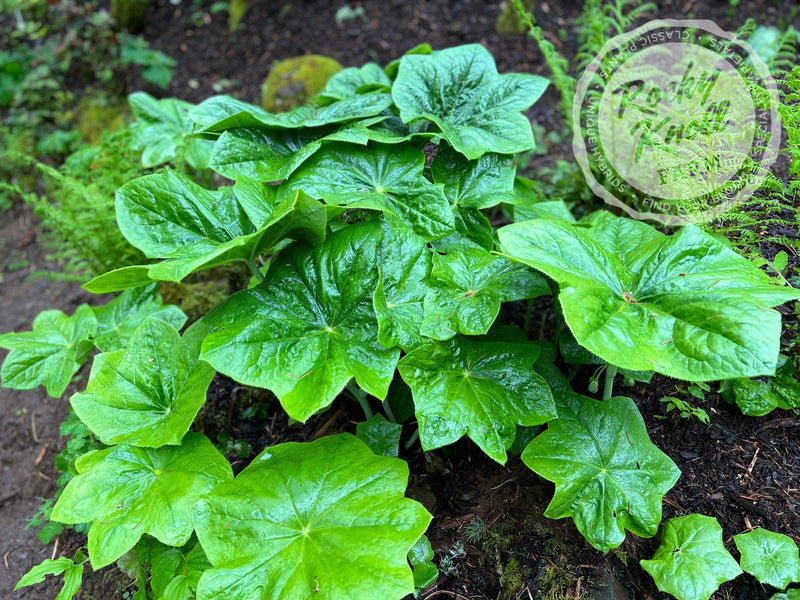 Podophyllum pleianthum plant from Rocky Knoll Farm