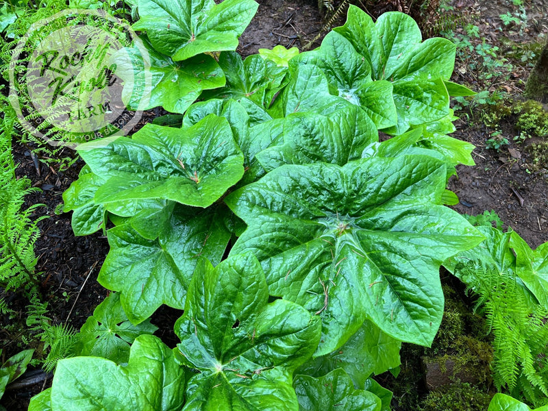 Podophyllum pleianthum plant from Rocky Knoll Farm