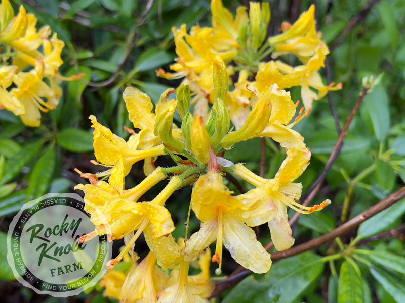 Honeysuckle azalea (Rhododondron Luteum) plant from Rocky Knoll Farm