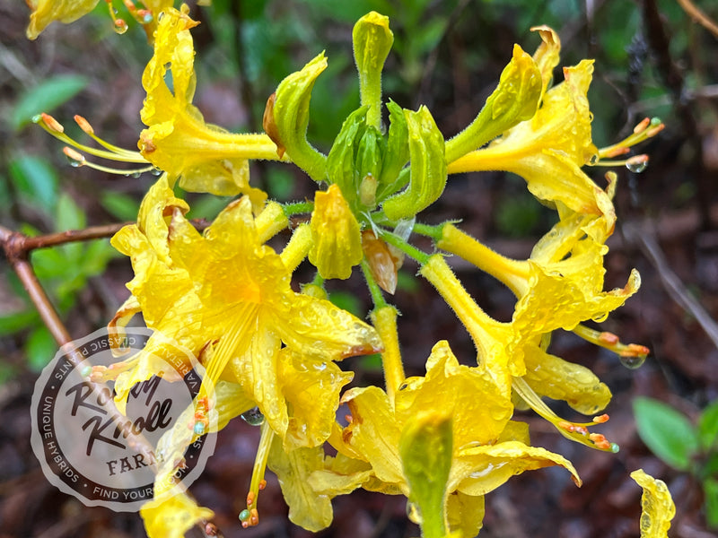 Honeysuckle azalea (Rhododondron Luteum) plant from Rocky Knoll Farm