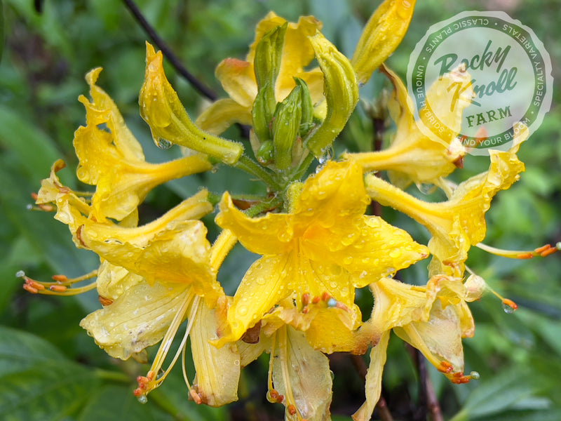 Honeysuckle azalea (Rhododondron Luteum) plant from Rocky Knoll Farm