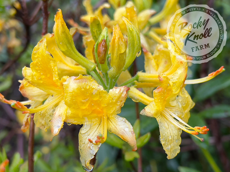Honeysuckle azalea (Rhododondron Luteum) plant from Rocky Knoll Farm