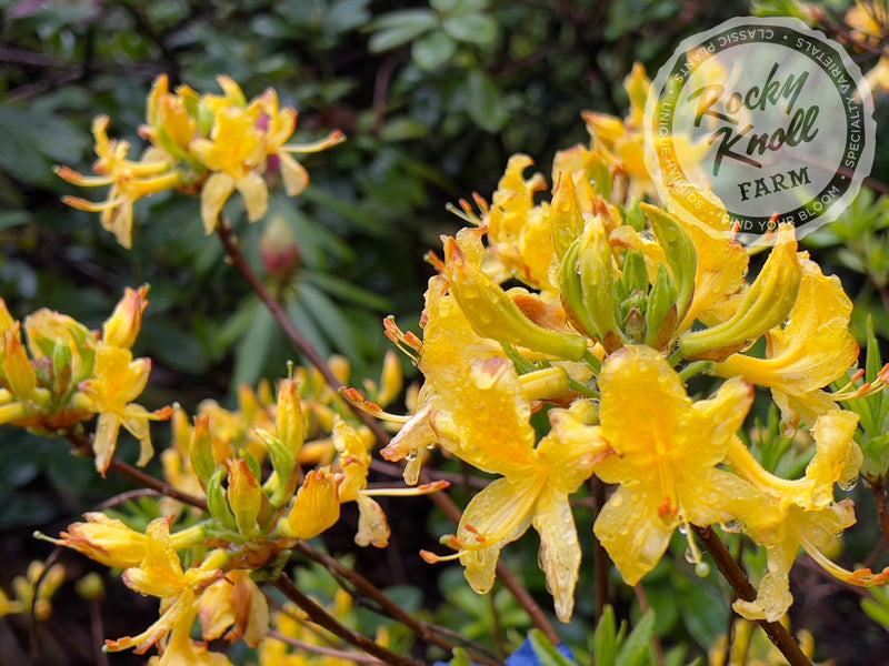 Honeysuckle azalea (Rhododondron Luteum) plant from Rocky Knoll Farm