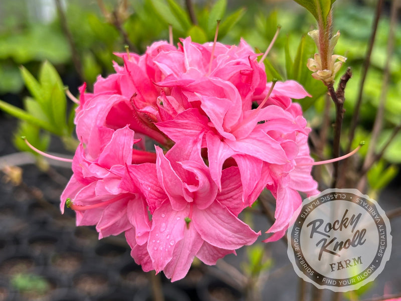 Homebush plant from Rocky Knoll Farm