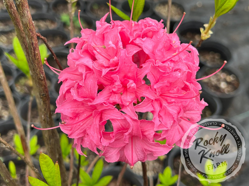 Homebush plant from Rocky Knoll Farm