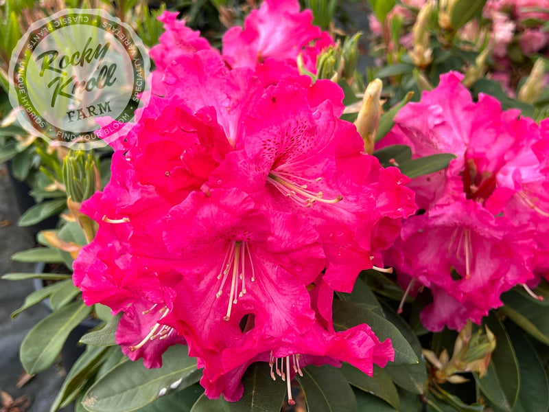 Elby plant from Rocky Knoll Farm