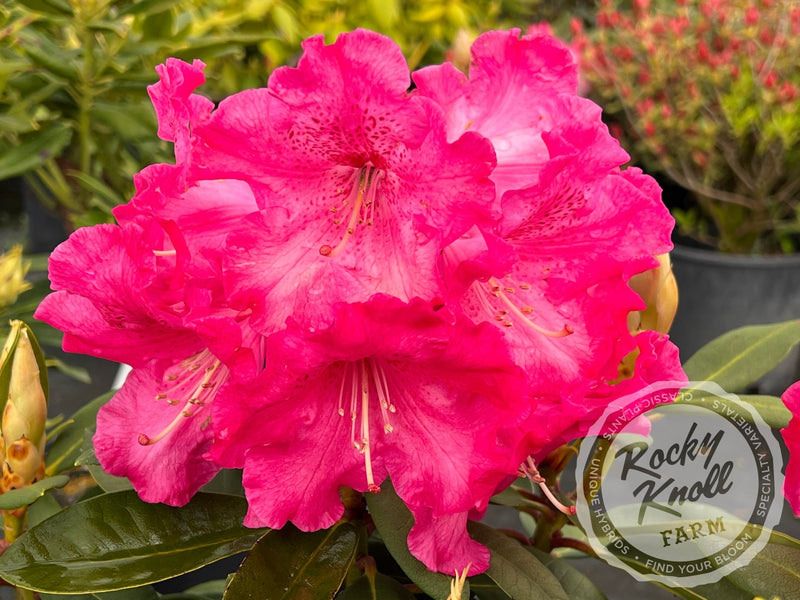 Elby plant from Rocky Knoll Farm