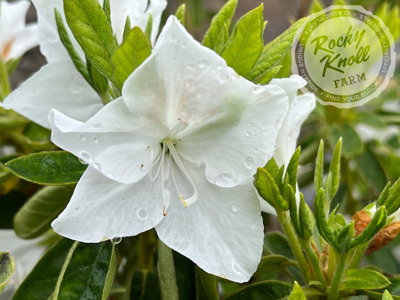 Everest plant from Rocky Knoll Farm