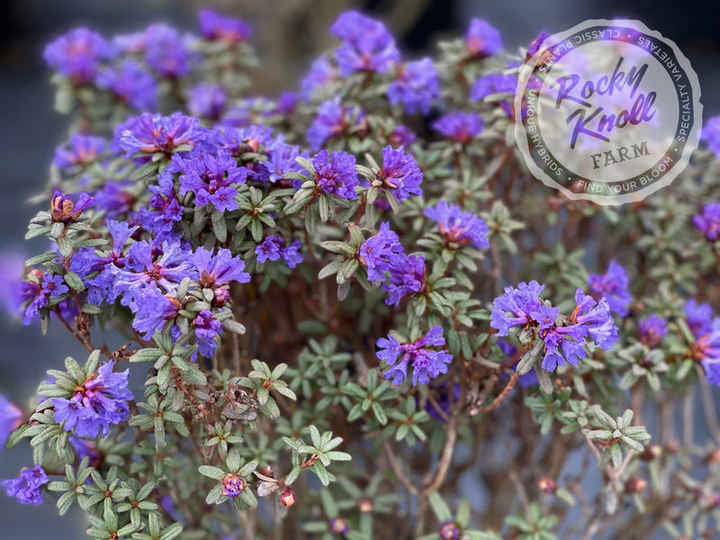 R. edgarianum plant from Rocky Knoll Farm