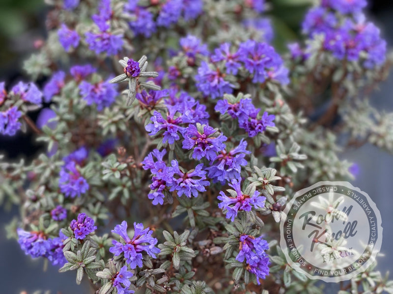 R. edgarianum plant from Rocky Knoll Farm