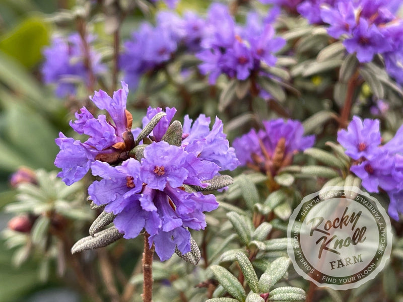 R. edgarianum plant from Rocky Knoll Farm
