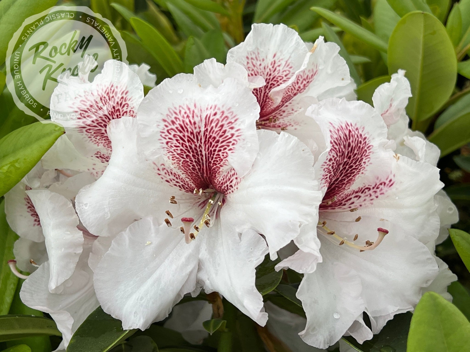 ロドス 生写真 Great Scott - Rocky Knoll Farm