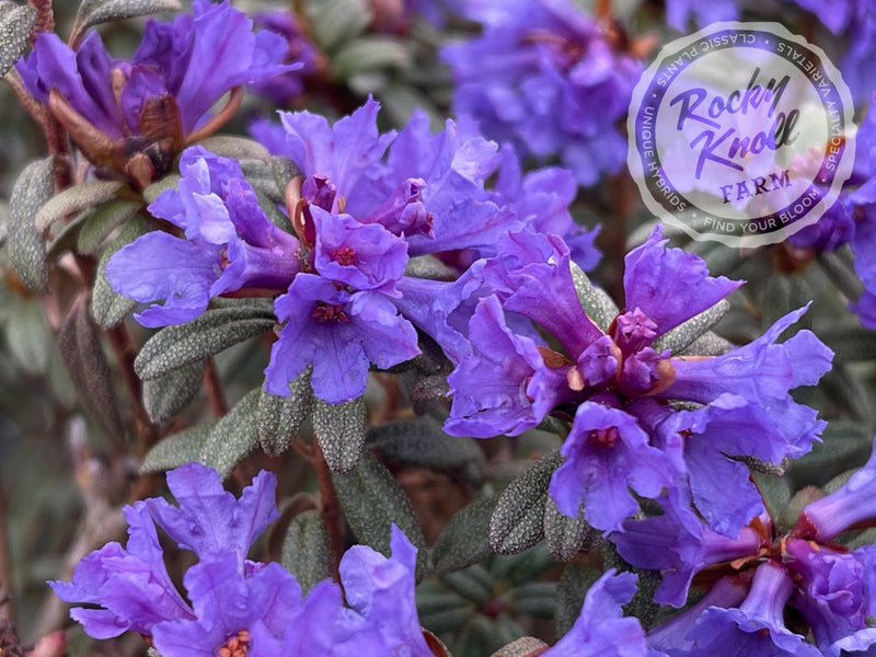 R. edgarianum plant from Rocky Knoll Farm
