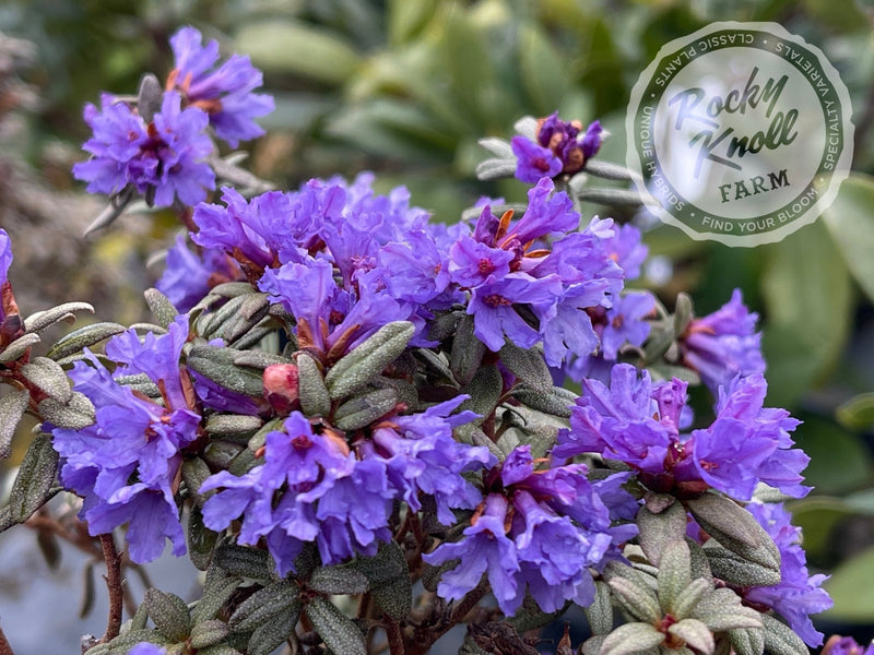 R. edgarianum plant from Rocky Knoll Farm