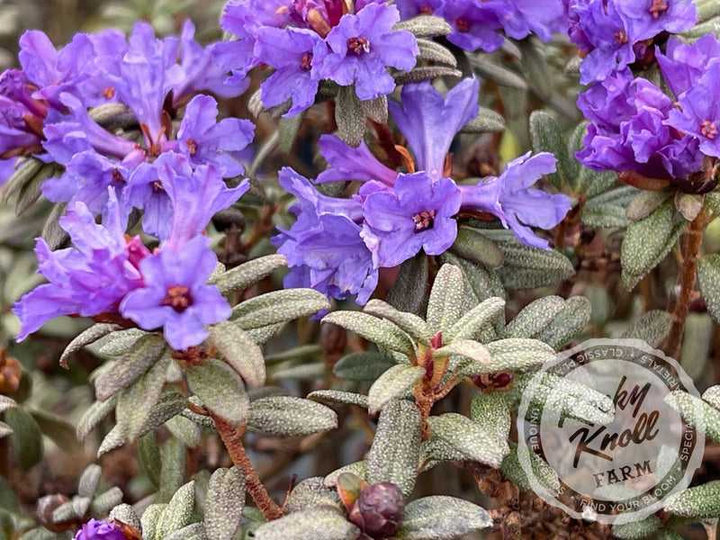 R. edgarianum plant from Rocky Knoll Farm