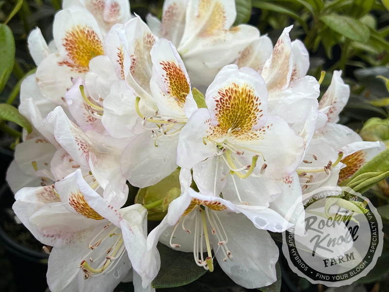 Mrs. T.H. Lowinsky plant from Rocky Knoll Farm