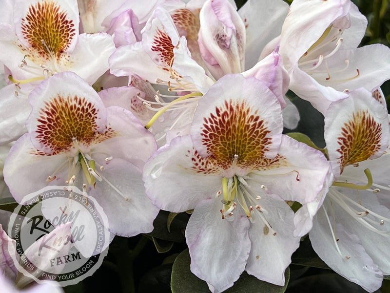 Mrs. T.H. Lowinsky plant from Rocky Knoll Farm