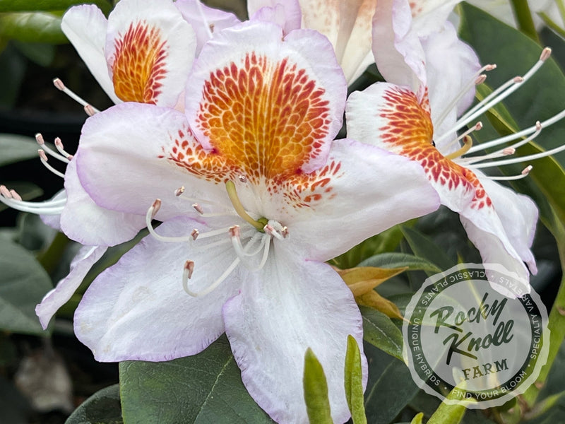 Mrs. T.H. Lowinsky plant from Rocky Knoll Farm