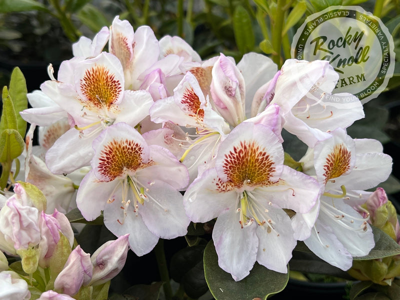 Mrs. T.H. Lowinsky plant from Rocky Knoll Farm