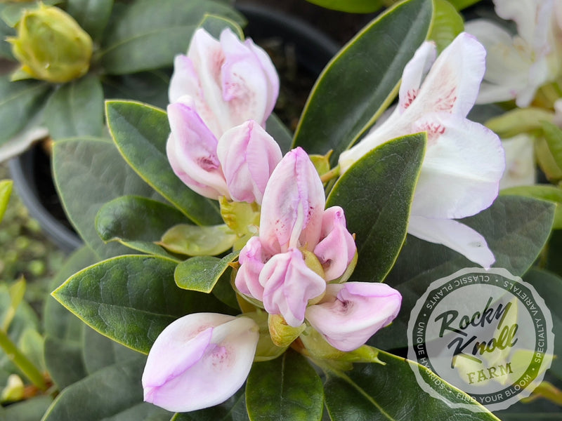 Mrs. T.H. Lowinsky plant from Rocky Knoll Farm