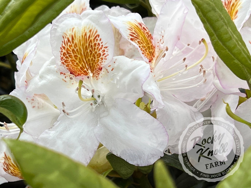 Mrs. T.H. Lowinsky plant from Rocky Knoll Farm