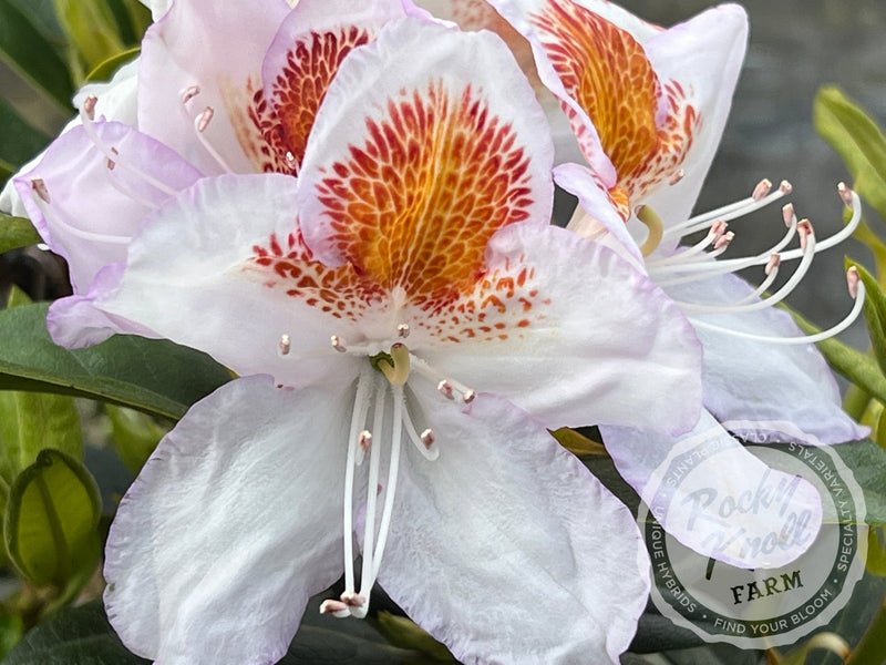 Mrs. T.H. Lowinsky plant from Rocky Knoll Farm